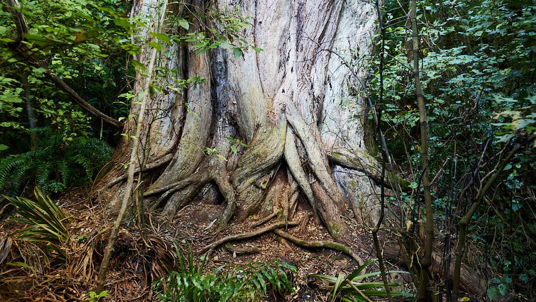 Rata tree trunk
